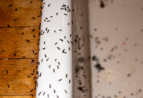 Best Cockroach Control Services  in Farmingdale, NJ